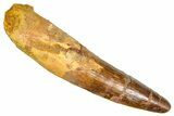 Fossil Spinosaurus Tooth - Real Dinosaur Tooth #380982-1